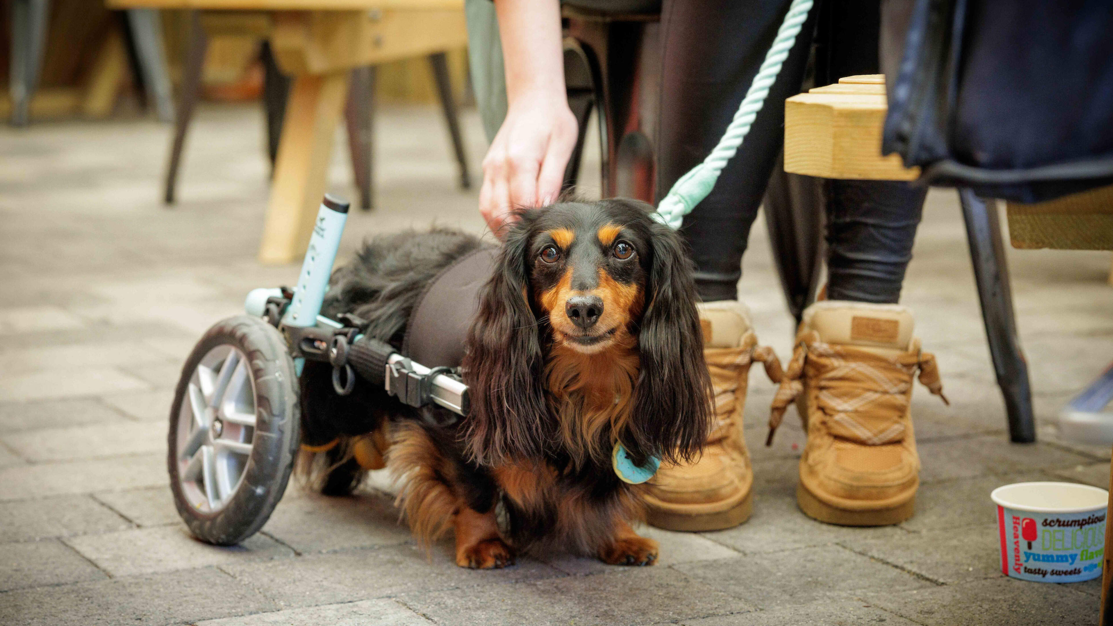 Paralysed pooch takes ‘Bravest Pet Award’ home to Tipperary